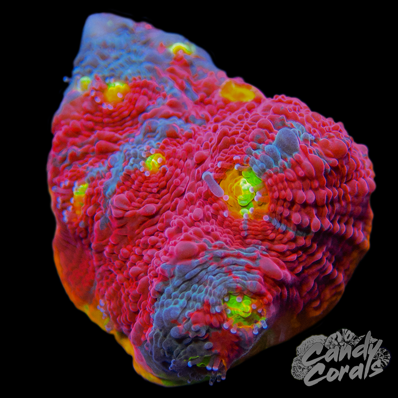 Rainbow Dynamite Chalice WYSIWYG 13