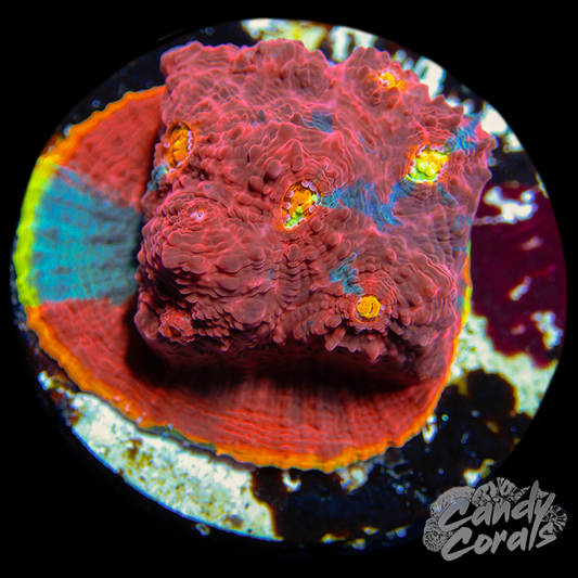 Rainbow Dynamite Chalice WYSIWYG 8