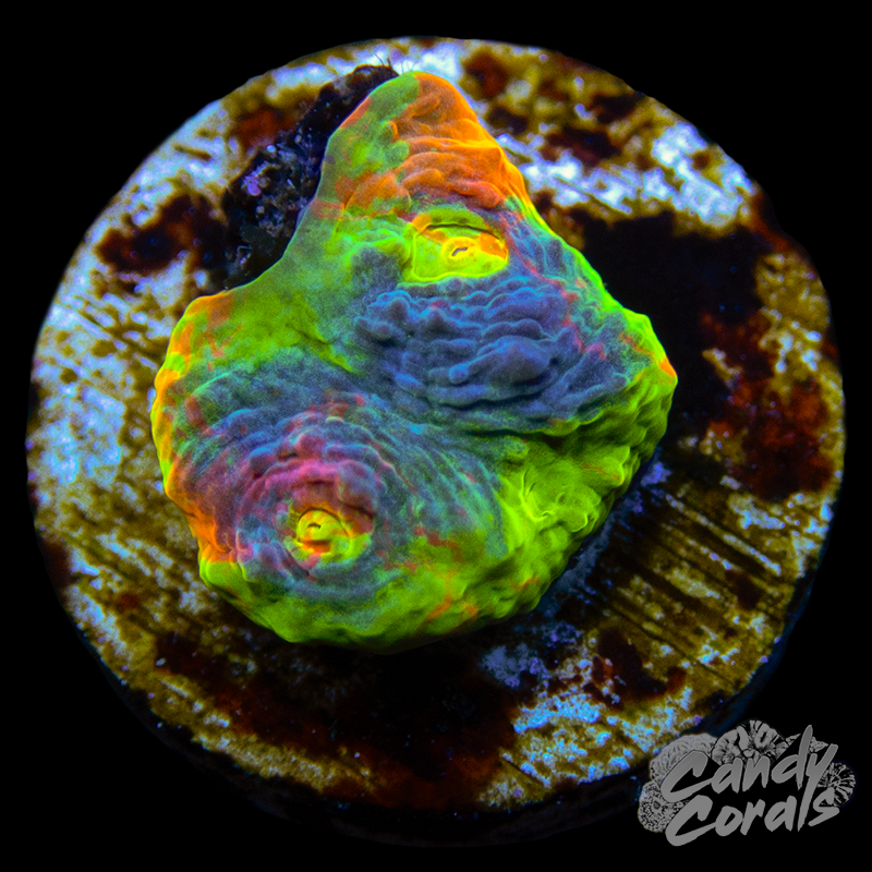 Rainbow Dynamite Chalice WYSIWYG 25