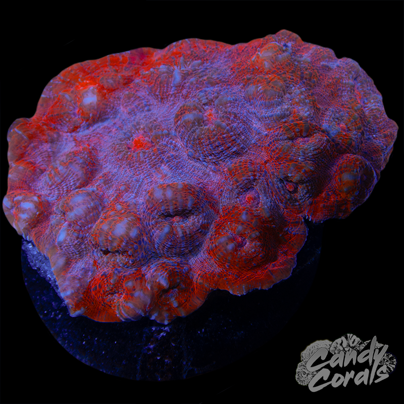 Orange Chalice Colony WYSIWYG 65