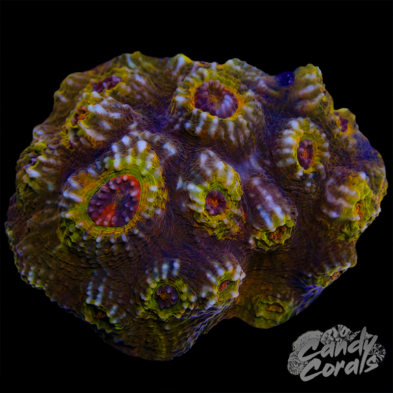 Aussie Chalice Colony WYSIWYG 77