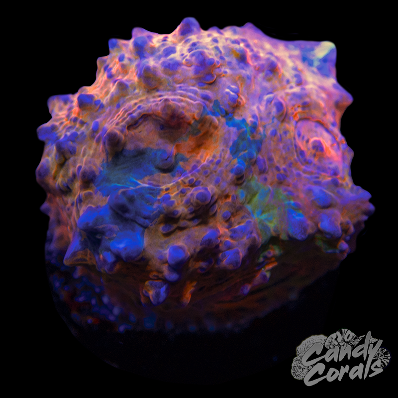 Ultra Chalice WYSIWYG 47