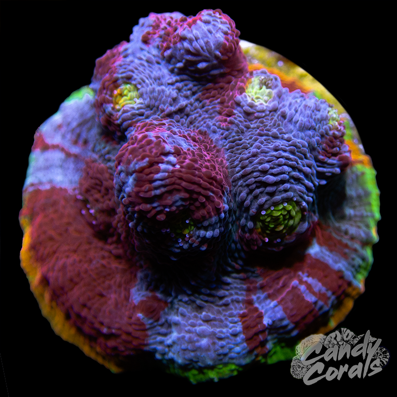 Rainbow Dynamite Chalice WYSIWYG 54
