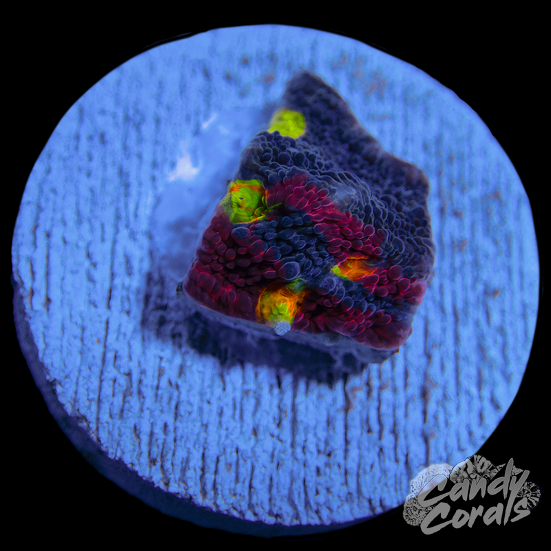 Rainbow Dynamite Chalice WYSIWYG 40