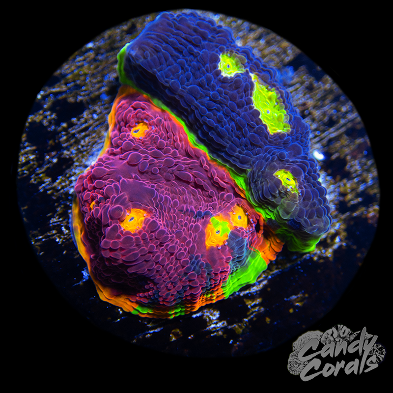 Rainbow Dynamite Chalice WYSIWYG 36