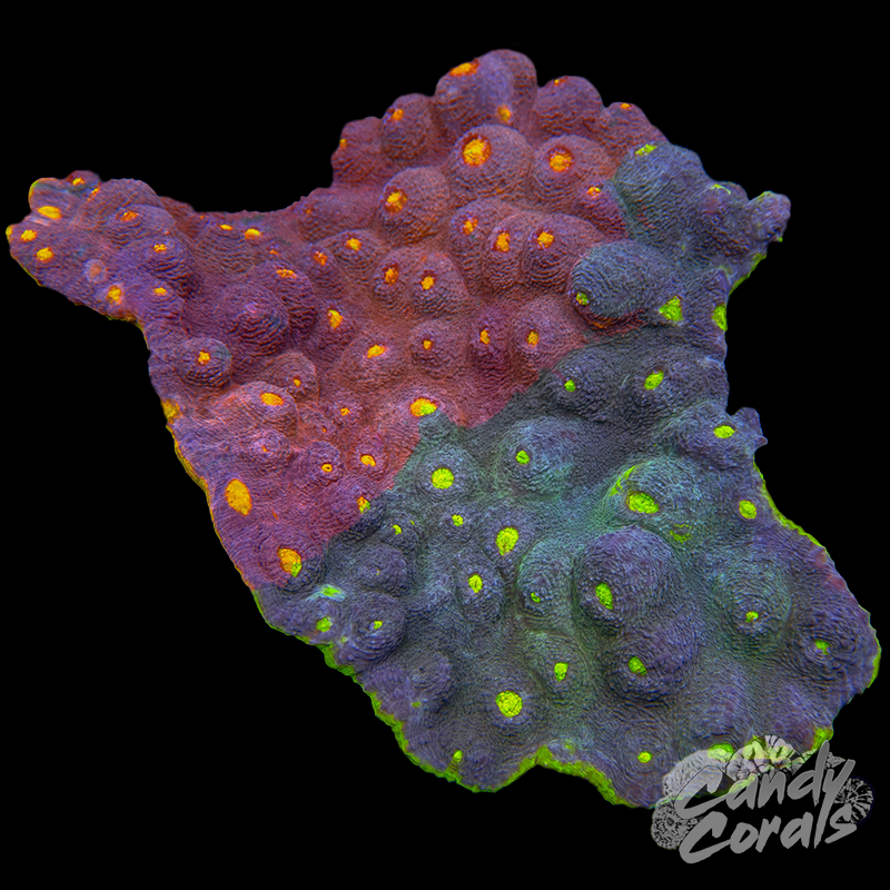 Rainbow Chalice Colony WYSIWYG 52
