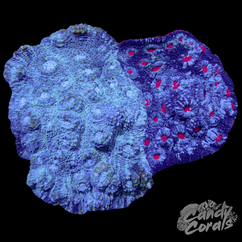 Two Faced Chalice Colony WYSIWYG 57