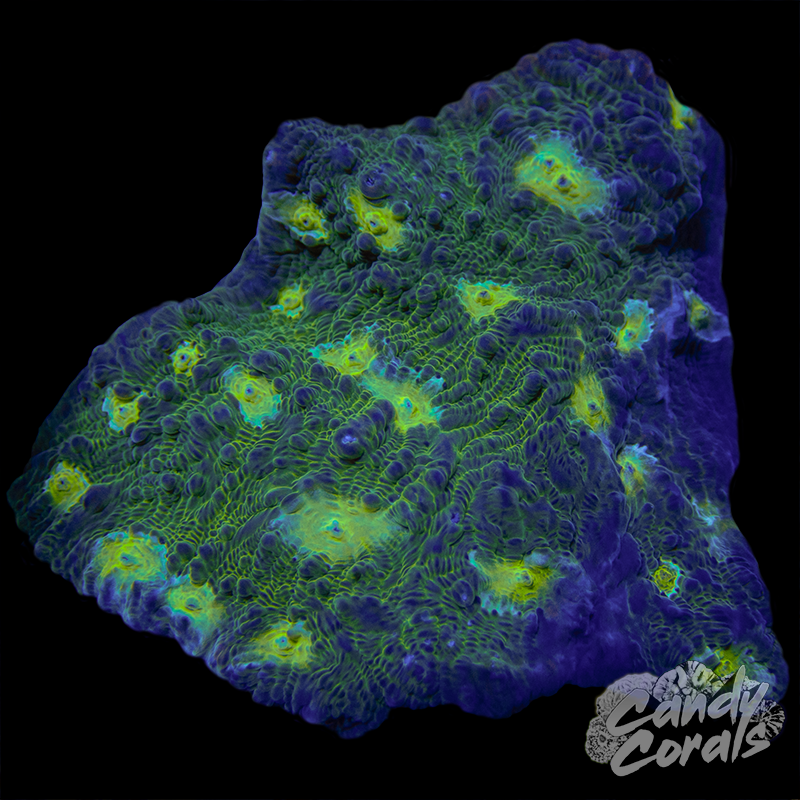 Small Green Chalice Colony WYSIWYG 63