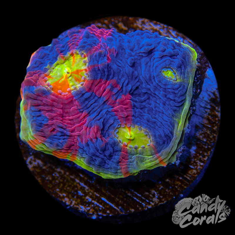 Rainbow Dynamite Chalice WYSIWYG 28