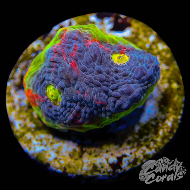 Rainbow Dynamite Chalice WYSIWYG 32