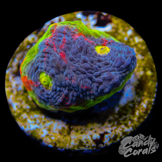 Rainbow Dynamite Chalice WYSIWYG 32