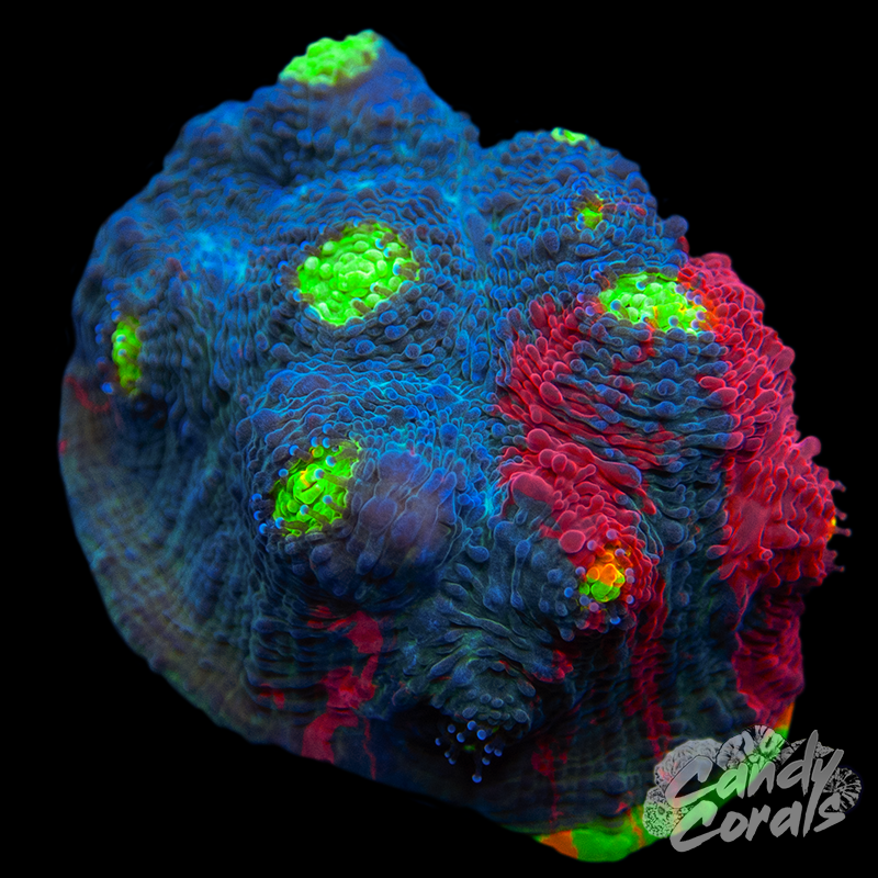 Rainbow Dynamite Chalice WYSIWYG 21