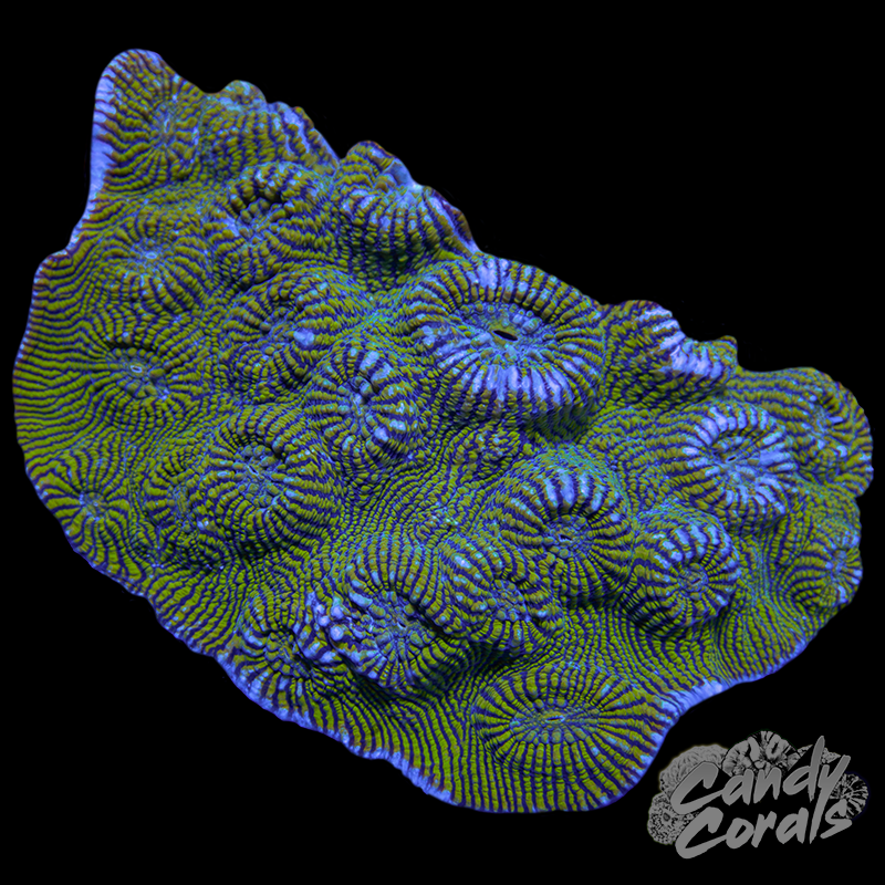Convict Chalice Colony WYSIWYG 58
