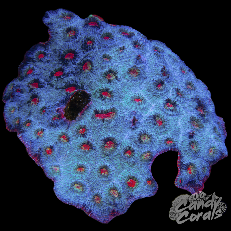 XL Afterburner Chalice Colony 6