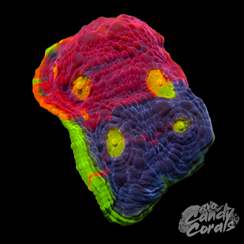 Rainbow Dynamite Chalice WYSIWYG 42