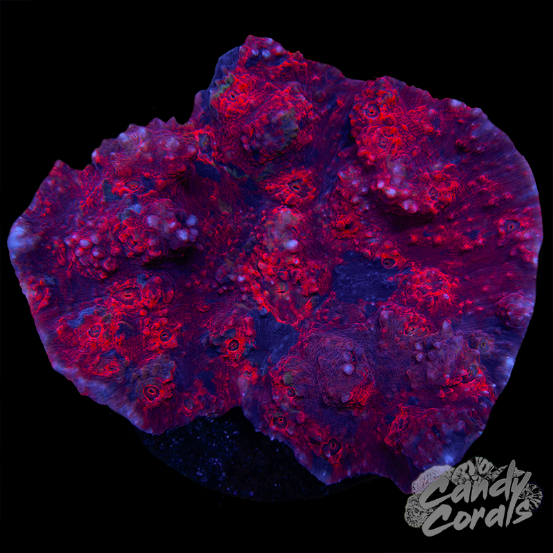 Red Rainbow Chalice Colony WYSIWYG 71