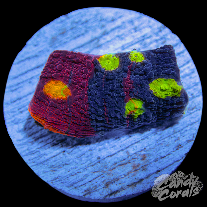 Rainbow Dynamite Chalice WYSIWYG 41