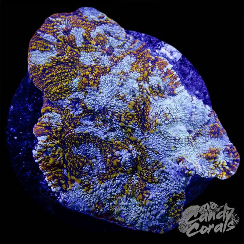 Red Rainbow Chalice Colony WYSIWYG 69