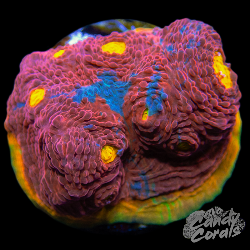 Rainbow Dynamite Chalice WYSIWYG 19