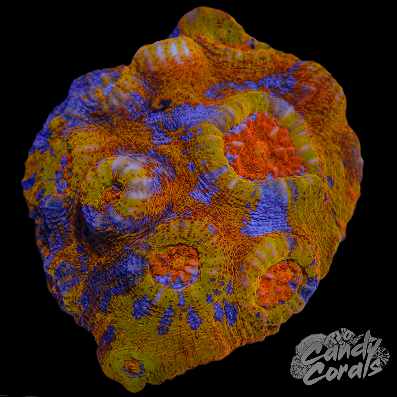 Ultra Orange Chalice Colony WYSIWYG 64
