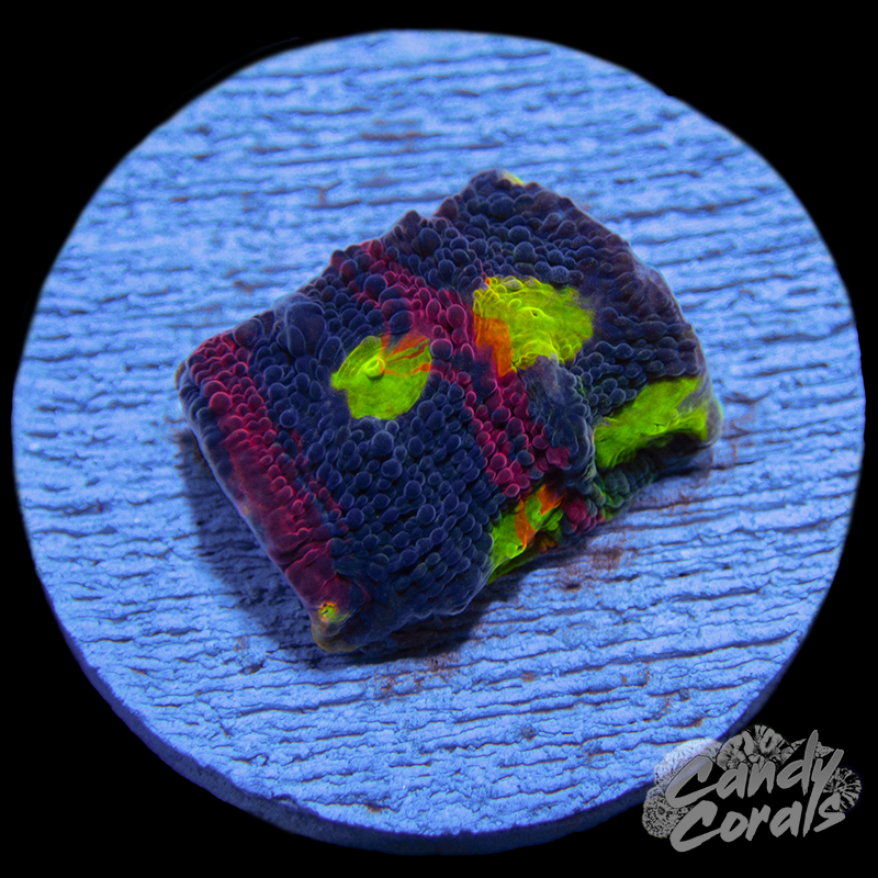 Rainbow Dynamite Chalice WYSIWYG 37