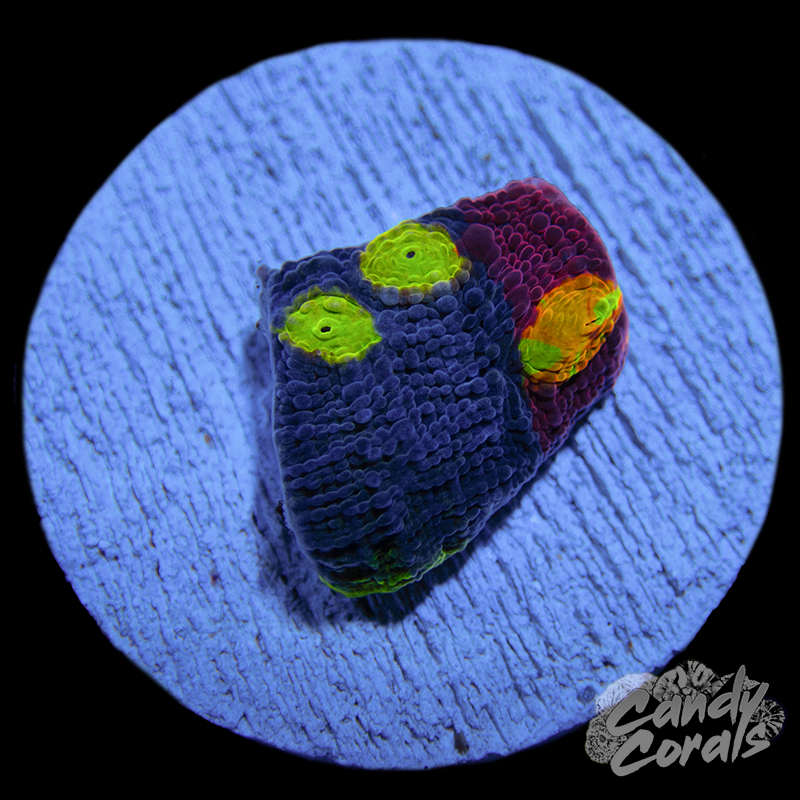 Rainbow Dynamite Chalice WYSIWYG 38