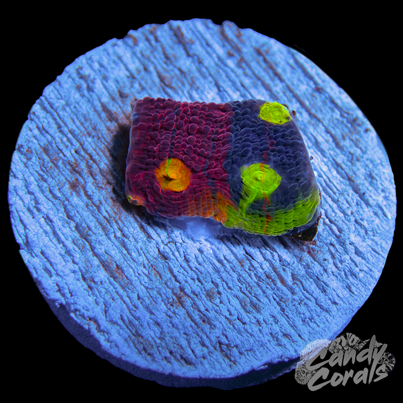 Rainbow Dynamite Chalice WYSIWYG 42