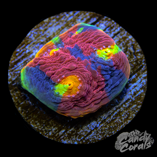 Rainbow Dynamite Chalice WYSIWYG 26