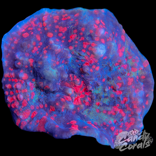 Ultra Chalice Colony 32