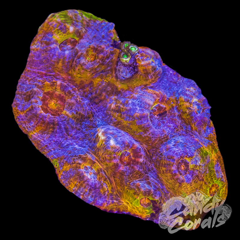 Aussie Ultra Gold Rainbow Chalice Colony 5 – Candy Corals