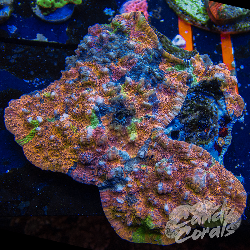 Bright Orange Rainbow Chalice Colony