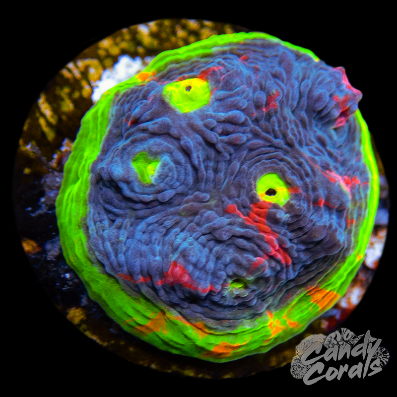 Rainbow Dynamite Chalice WYSIWYG 23