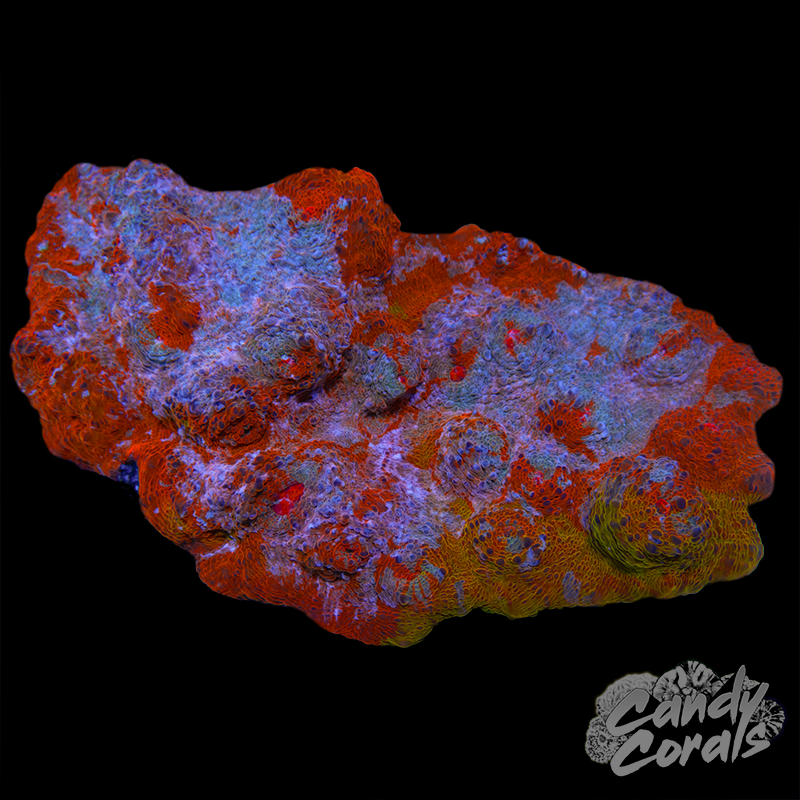 Orange Rainbow Chalice Colony WYSIWYG 72