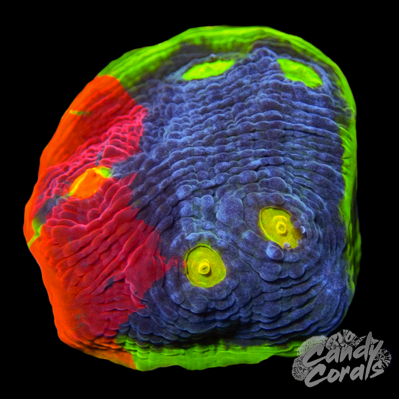 Rainbow Dynamite Chalice WYSIWYG 38