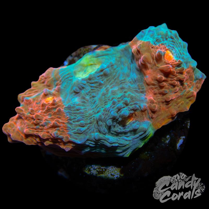 Ultra Chalice WYSIWYG 26