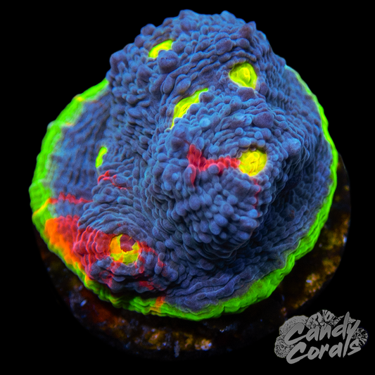 Rainbow Dynamite Chalice WYSIWYG 24