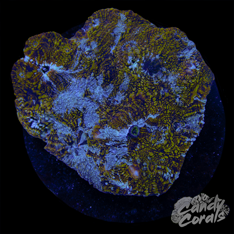 Ultra Chalice Colony WYSIWYG 75