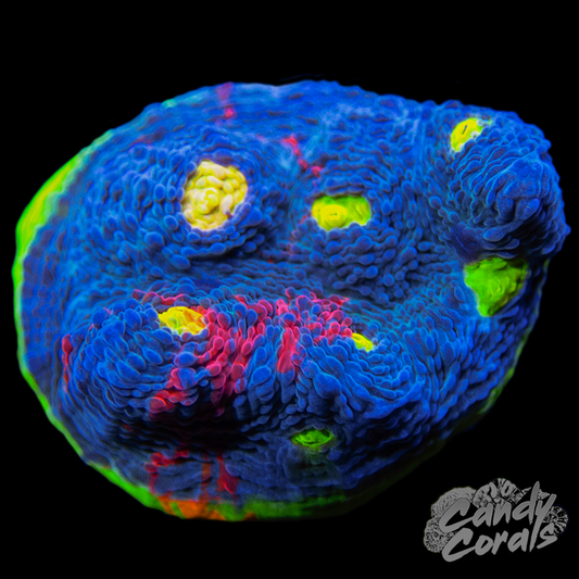 Rainbow Dynamite Chalice WYSIWYG 15