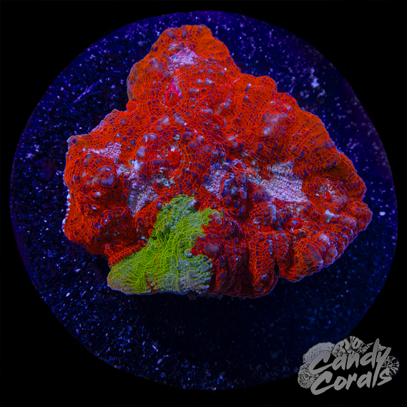 Orange Chalice Colony WYSIWYG 67