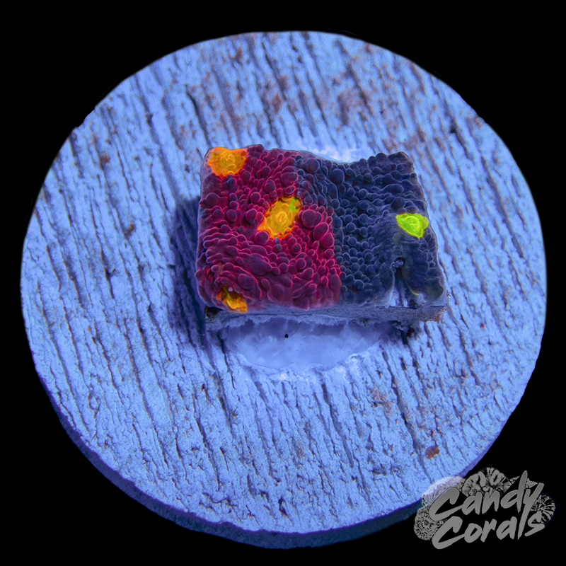 Rainbow Dynamite Chalice WYSIWYG 43