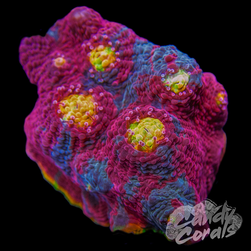 Gumdrop Chalice WYSIWYG 2