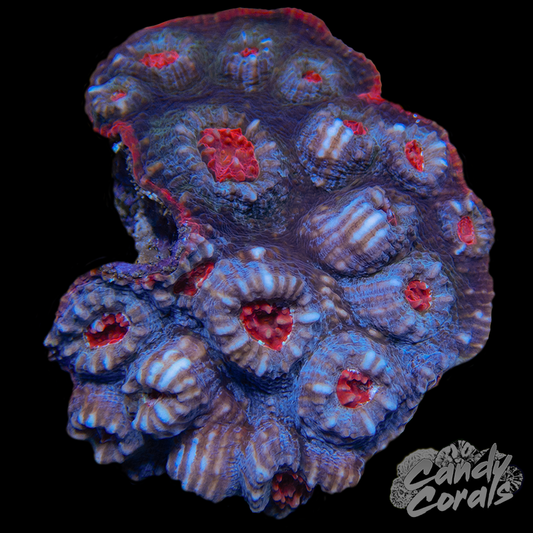 Afterburner Chalice Colony 8