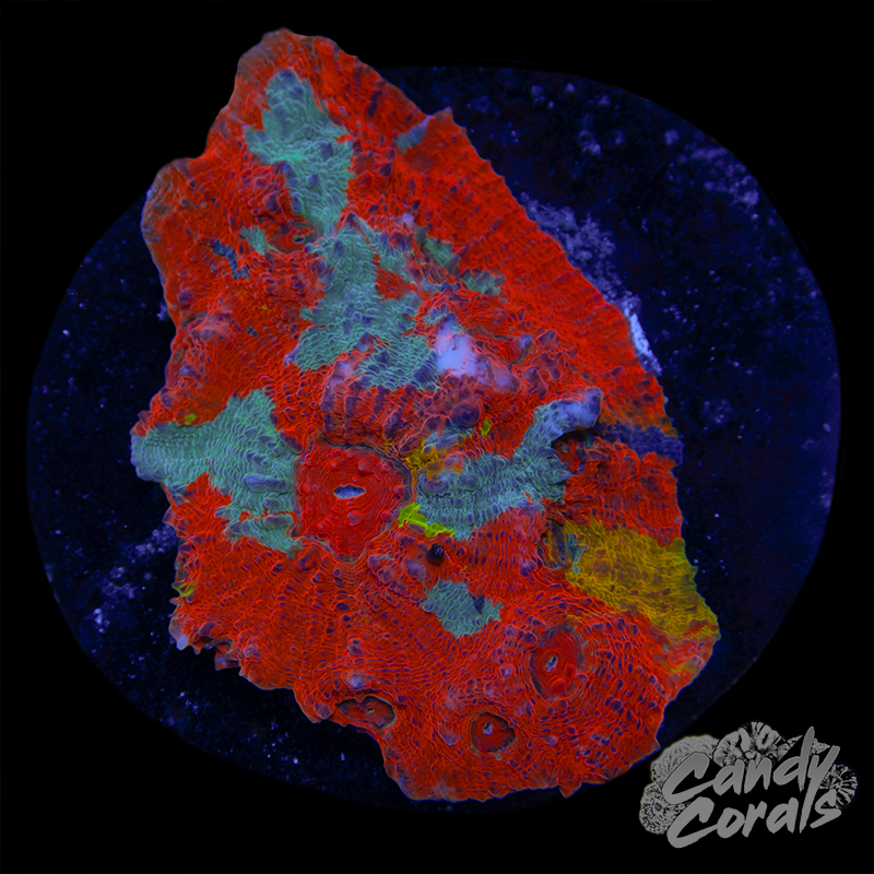 Orange Rainbow Chalice Colony WYSIWYG 73