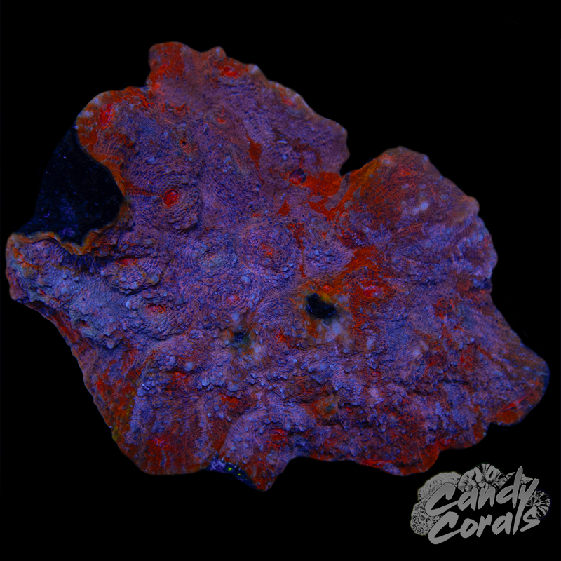 Orange Rainbow Chalice Colony WYSIWYG 74