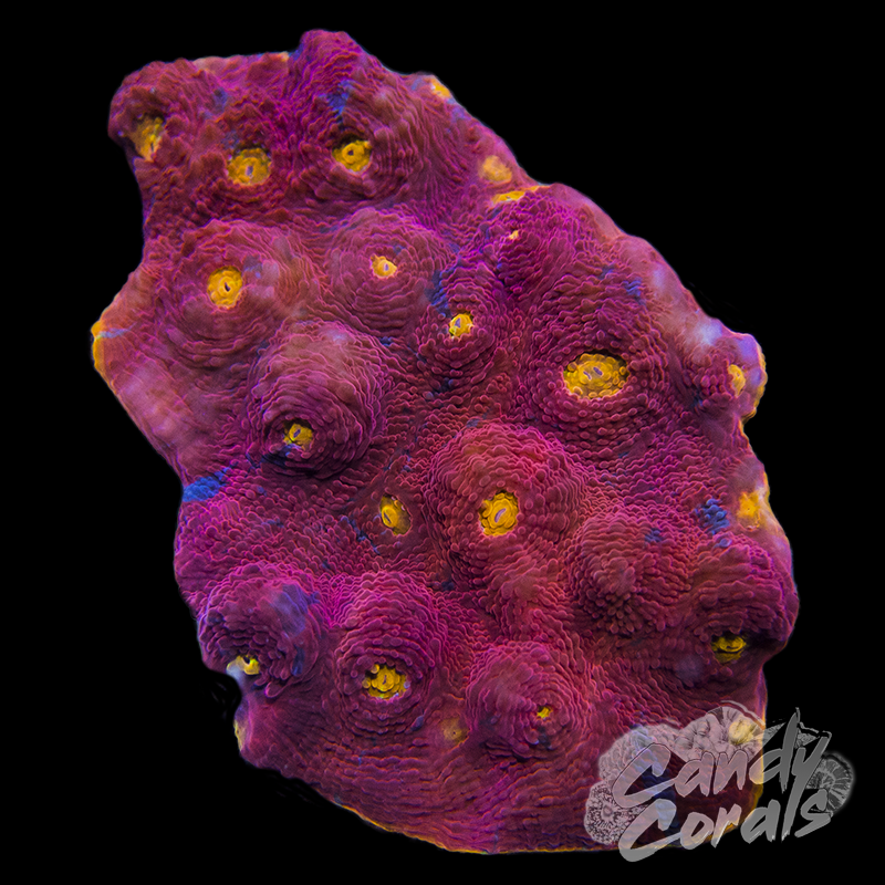 Rainbow Flame Thrower Chalice Frag C14