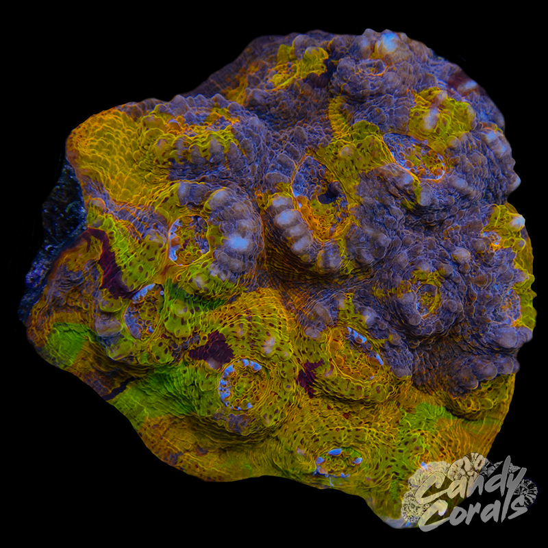 Aussie Gold Chalice WYSIWYG 8