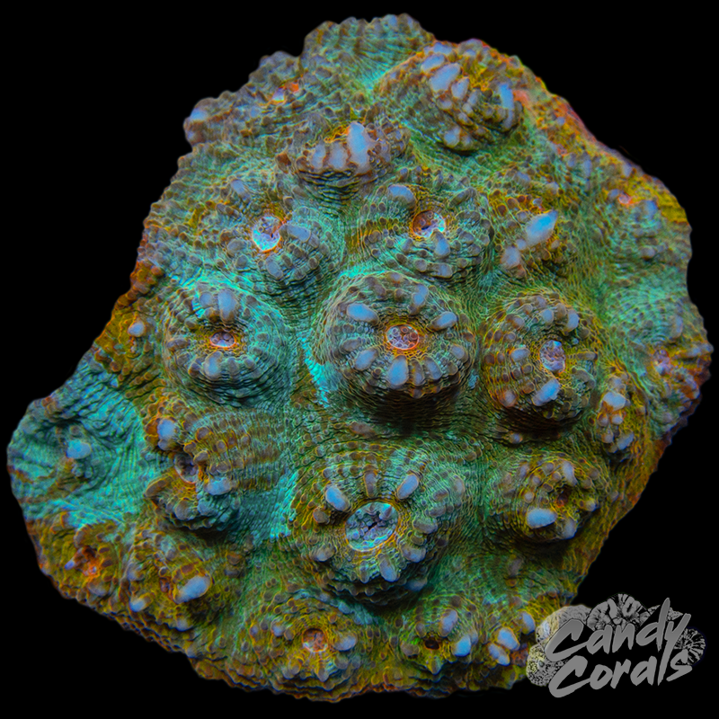 Ultra Chalice Colony 25