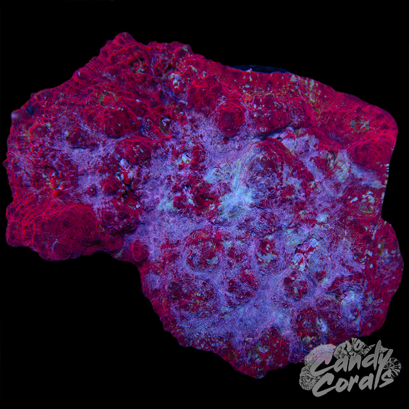 Peppermint Chalice Colony WYSIWYG 76
