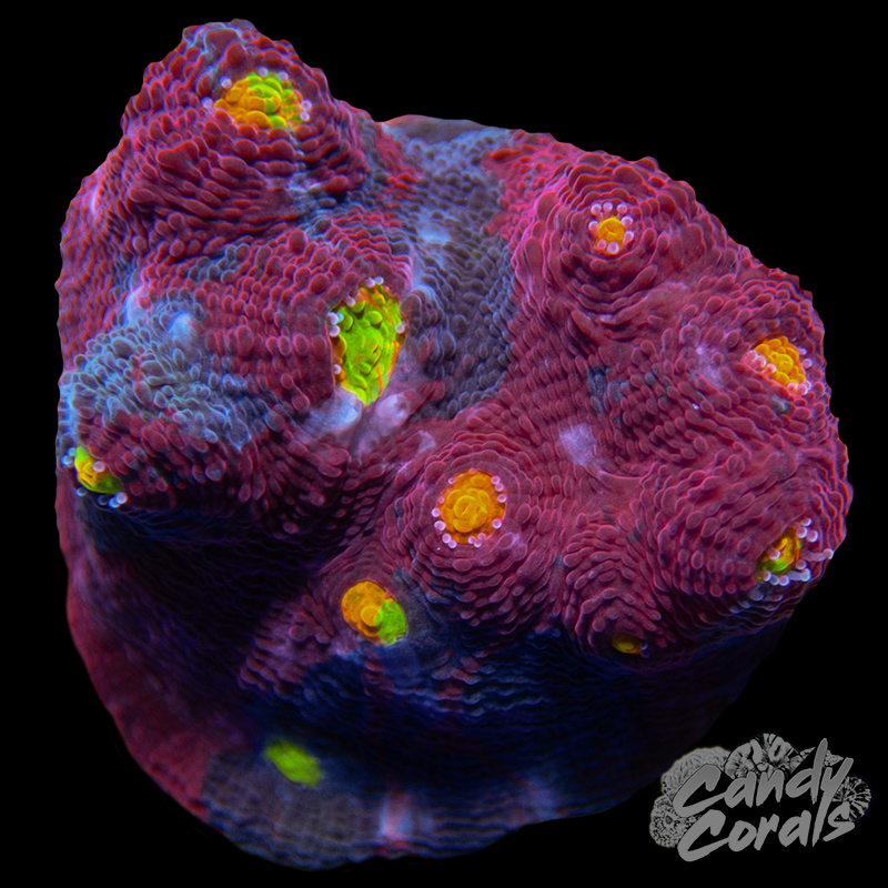 Gumdrop Chalice WYSIWYG 2
