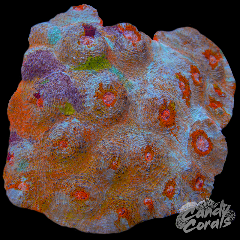 Ultra Chalice Colony WYSIWYG 25